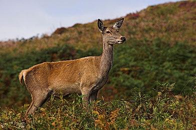 《OPUS：龙脉常歌》9月1日Steam发售 太空探索冒险