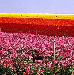 《恐龙小当家》封测开启！新章节与机制加入趣味十足！